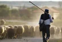 Azərbaycanlı çobanın sərhədi keçməsi Ermənistanda qalmaqal yaratdı: Paşinyan hökumət iclasında sərt danışdı…