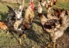 Toyuqlar payızda az yumurtlayır: məhsuldarlığı artırmaq üçün nə yedirtmək lazımdır?