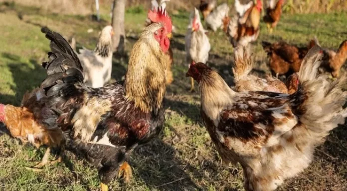 Toyuqlar payızda az yumurtlayır: məhsuldarlığı artırmaq üçün nə yedirtmək lazımdır?