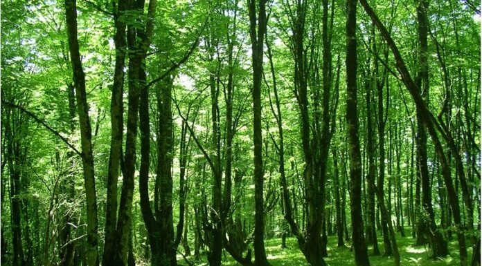 COP17-ni qəbul edən Ermənistan ekoloji cinayətini gizlədir